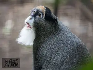 Discover the De Brazza's Monkey – Mysterious Primate with Africa's Most Unique Appearance - image 5