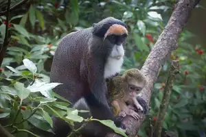 Discover the De Brazza's Monkey – Mysterious Primate with Africa's Most Unique Appearance - image 0