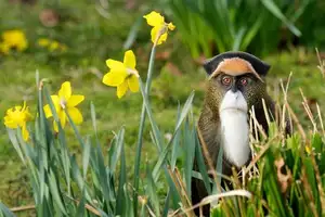 Discover the De Brazza's Monkey – Mysterious Primate with Africa's Most Unique Appearance - image 4