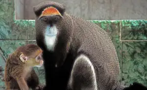 Discover the De Brazza's Monkey – Mysterious Primate with Africa's Most Unique Appearance - image 7