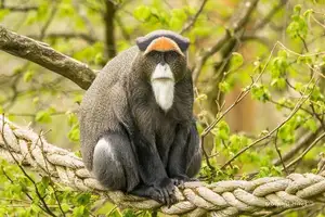 Discover the De Brazza's Monkey – Mysterious Primate with Africa's Most Unique Appearance - image 3