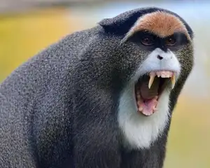 Discover the De Brazza's Monkey – Mysterious Primate with Africa's Most Unique Appearance - image 6