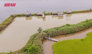 From 'Death Zone' to Sanctuary: The Incredible Restoration of a Bird Paradise - image 6