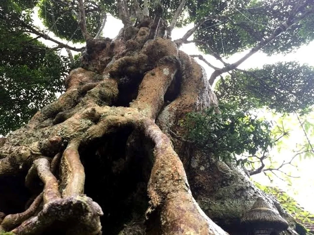 Rare 500-Year-Old Water Jasmine Bonsai: An Ancient Vietnamese Masterpiece Valued Beyond Luxury Cars