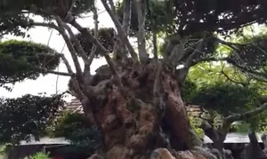 Rare 500-Year-Old Water Jasmine Bonsai: An Ancient Vietnamese Masterpiece Valued Beyond Luxury Cars - image 7