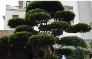 Rare 500-Year-Old Water Jasmine Bonsai: An Ancient Vietnamese Masterpiece Valued Beyond Luxury Cars - image 5