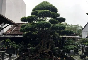 Rare 500-Year-Old Water Jasmine Bonsai: An Ancient Vietnamese Masterpiece Valued Beyond Luxury Cars - image 3