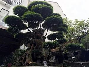 Rare 500-Year-Old Water Jasmine Bonsai: An Ancient Vietnamese Masterpiece Valued Beyond Luxury Cars - image 4