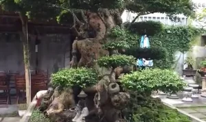 Rare 500-Year-Old Water Jasmine Bonsai: An Ancient Vietnamese Masterpiece Valued Beyond Luxury Cars - image 6