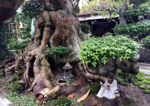 Rare 500-Year-Old Water Jasmine Bonsai: An Ancient Vietnamese Masterpiece Valued Beyond Luxury Cars - image 1