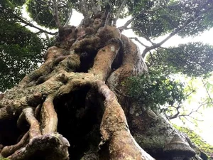 Rare 500-Year-Old Water Jasmine Bonsai: An Ancient Vietnamese Masterpiece Valued Beyond Luxury Cars - image 0