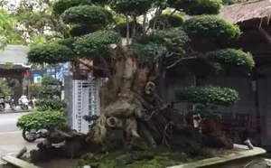Rare 500-Year-Old Water Jasmine Bonsai: An Ancient Vietnamese Masterpiece Valued Beyond Luxury Cars - image 2