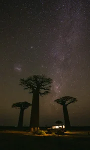 A Journey to Madagascar: Witnessing the Majestic Baobab Trees of Africa - image 8