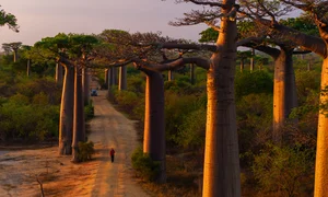 A Journey to Madagascar: Witnessing the Majestic Baobab Trees of Africa - image 7