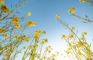 The Golden Mustard Fields of Moc Chau: A Must-Visit Tet Destination - image 1