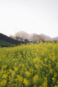 The Golden Mustard Fields of Moc Chau: A Must-Visit Tet Destination - image 3