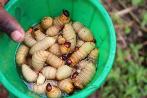 Exploring Ghana’s Most Unique and Daring Culinary Delicacies: A Cultural Journey - image 0