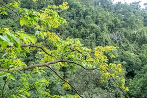 Unique Ancient Yellow Apricot Forest on the Rock Cliffs of Quang Tri - image 1