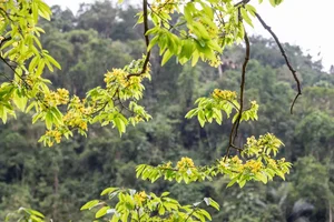 Unique Ancient Yellow Apricot Forest on the Rock Cliffs of Quang Tri - image 6