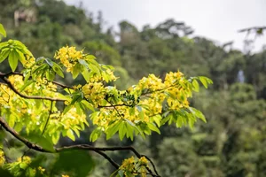 Unique Ancient Yellow Apricot Forest on the Rock Cliffs of Quang Tri - image 7