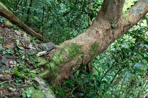 Unique Ancient Yellow Apricot Forest on the Rock Cliffs of Quang Tri - image 2