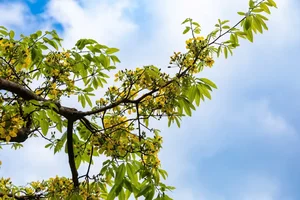 Unique Ancient Yellow Apricot Forest on the Rock Cliffs of Quang Tri - image 5