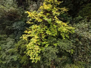 Unique Ancient Yellow Apricot Forest on the Rock Cliffs of Quang Tri - image 4