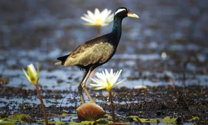 Exploring Tram Chim National Park: The Kingdom of Rare Birds and Vibrant Water Flowers in Vietnam’s Mekong Delta - image 4