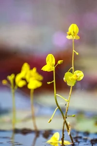 Exploring Tram Chim National Park: The Kingdom of Rare Birds and Vibrant Water Flowers in Vietnam’s Mekong Delta - image 3