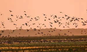 Exploring Tram Chim National Park: The Kingdom of Rare Birds and Vibrant Water Flowers in Vietnam’s Mekong Delta - image 10
