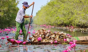 Exploring Tram Chim National Park: The Kingdom of Rare Birds and Vibrant Water Flowers in Vietnam’s Mekong Delta - image 9
