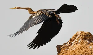 Exploring Tram Chim National Park: The Kingdom of Rare Birds and Vibrant Water Flowers in Vietnam’s Mekong Delta - image 0