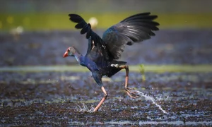 Exploring Tram Chim National Park: The Kingdom of Rare Birds and Vibrant Water Flowers in Vietnam’s Mekong Delta - image 7