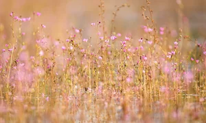 Exploring Tram Chim National Park: The Kingdom of Rare Birds and Vibrant Water Flowers in Vietnam’s Mekong Delta - image 12