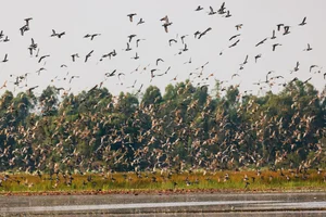 Exploring Tram Chim National Park: The Kingdom of Rare Birds and Vibrant Water Flowers in Vietnam’s Mekong Delta - image 2