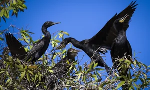 Exploring Tram Chim National Park: The Kingdom of Rare Birds and Vibrant Water Flowers in Vietnam’s Mekong Delta - image 6