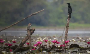 Exploring Tram Chim National Park: The Kingdom of Rare Birds and Vibrant Water Flowers in Vietnam’s Mekong Delta - image 11