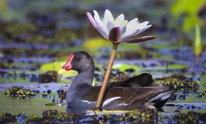 Exploring Tram Chim National Park: The Kingdom of Rare Birds and Vibrant Water Flowers in Vietnam’s Mekong Delta - image 5