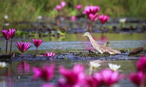Exploring Tram Chim National Park: The Kingdom of Rare Birds and Vibrant Water Flowers in Vietnam’s Mekong Delta - image 1