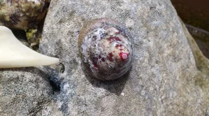 Exploring Cellana Nigrolineata: The Unique and Delicious Seafood Specialty of Vietnam’s Coastal Islands - image 8