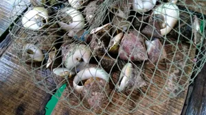 Exploring Cellana Nigrolineata: The Unique and Delicious Seafood Specialty of Vietnam’s Coastal Islands - image 7