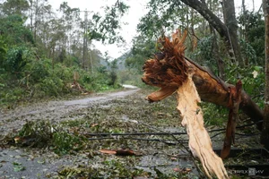 Cat Ba Island Tourism Faces Unprecedented Challenges After Storm - image 11