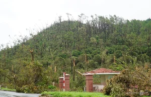 Cat Ba Island Tourism Faces Unprecedented Challenges After Storm - image 2