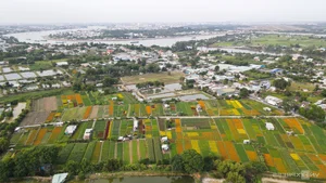 Binh Duong's Largest Tet Flower Field: A Spectacular Bloom for the Lunar New Year - image 6