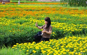 Binh Duong's Largest Tet Flower Field: A Spectacular Bloom for the Lunar New Year - image 1