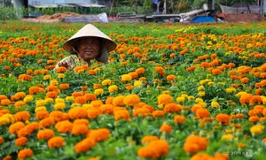 Binh Duong's Largest Tet Flower Field: A Spectacular Bloom for the Lunar New Year - image 4