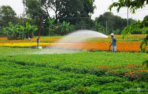 Binh Duong's Largest Tet Flower Field: A Spectacular Bloom for the Lunar New Year - image 3