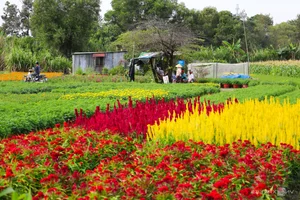 Binh Duong's Largest Tet Flower Field: A Spectacular Bloom for the Lunar New Year - image 8