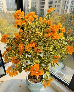 4 Golden-Leafed Plants to Attract Wealth and Prosperity to Your Home - image 2