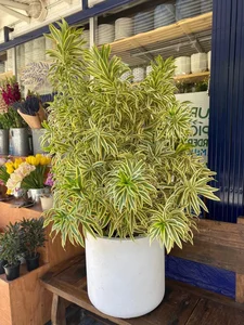 4 Golden-Leafed Plants to Attract Wealth and Prosperity to Your Home - image 7
